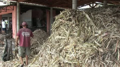 Worker Transfers Sugar Cane 3 스톡 동영상 19023099