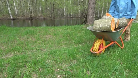 Worker transporting sawed  firewood with wheelbarrow near pond Stock Footage 89695028