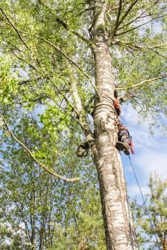 Worker on the tree. Stock Photos