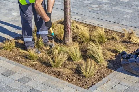 Worker trimming grass with big scissors Stock Photos