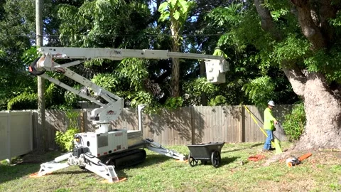 Worker Trimming a Palm Tree - Trimming Trees Stock Footage 168912555