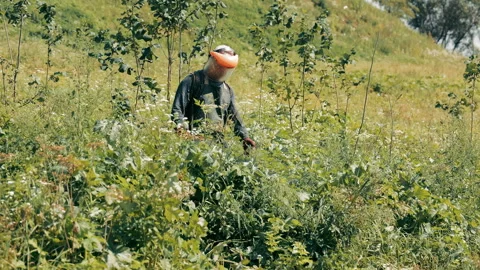 Worker Trimming Plants in Greenery. Man with brush cutter maintaining lush Stock Footage 258646575