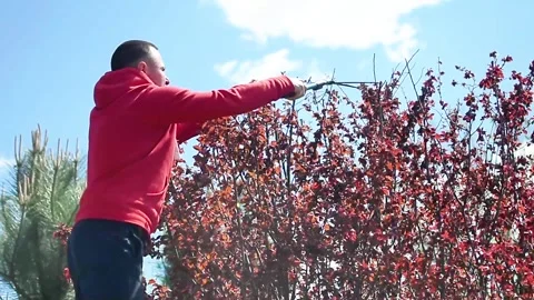Worker trimming plum tree with pruning shears near burgundy leaves in garden. Stock Footage 333254747