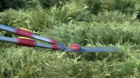 Worker trims bushes with pruner Stock Footage 67530465