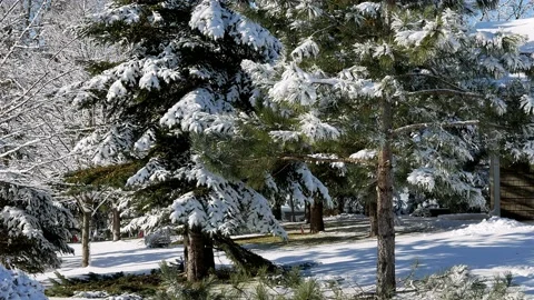 Worker trims limbs from pine tree with a gas powered chainsaw on a frosty day Stock Footage 130880349