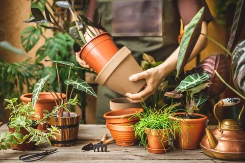 Worker trying the new pot before the plant repot Stock Photos