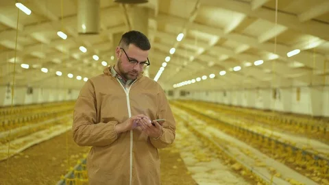 The worker in uniform examines process on poultry farm using smartphone Stock Footage 112500320