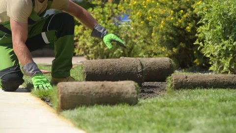 Worker Unrolling Turf And Laying It Down. Stock Footage 138961798