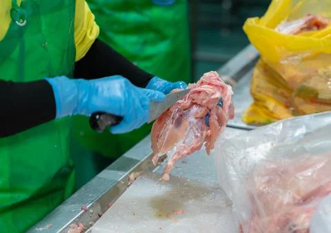 Worker use knife cutting meat at chicken carcase. Stock Photos
