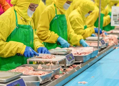 Worker use knife slice chicken meat from special order. Stock Photos