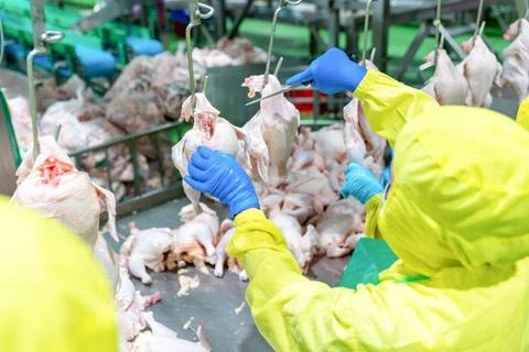 Worker use knife slice chicken neck at jack conveyor. Stock Photos