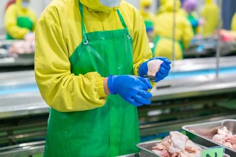 Worker use razor remove chicken feather. Stock Photos