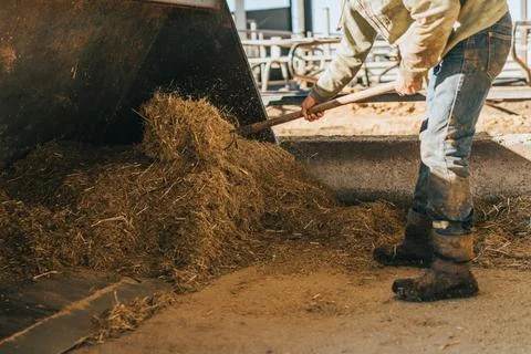 Worker uses the fork to spread the hay deposited on the shovel of a tractor. Stock Photos