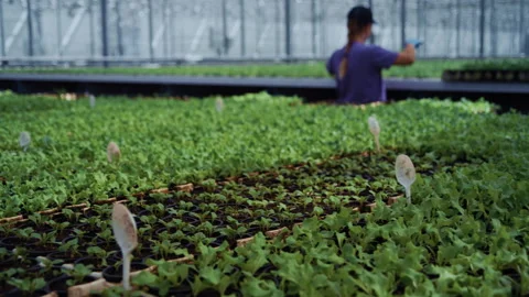 Worker Uses Spatula to Arrange Lettuce in Greenhouse Stock-Footage 313497212