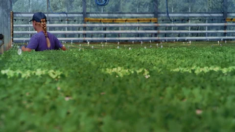 Worker Uses Spatula to Moves Lettuce Pots in Greenhouse 스톡 동영상 313519122