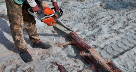 Worker using a chainsaw to cut a fallen tree trunk on a sandy beach. Stock Footage 327542787