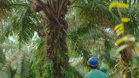 A Worker Is Using Chisel To Cut Off Bunches From Palm Oil Tree Video stock 272595668