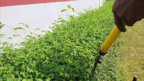 Worker Using Hedge Shears to Trim Green Bushes. Stock Footage 315466230