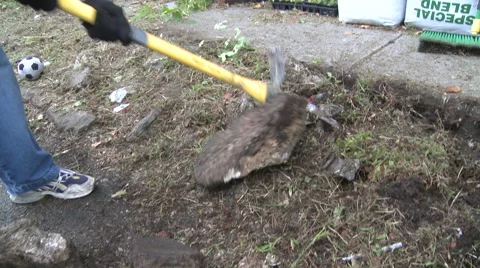 Worker using pick ax Stock Footage 57714354