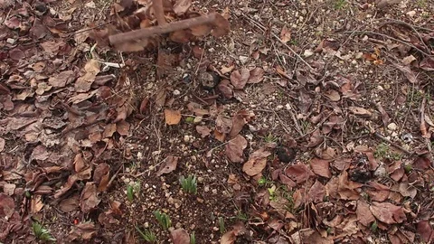 Worker is Using Rake in the Garden Stock Footage 75038524