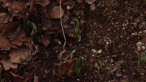 Worker is Using Rake in the Garden Stock Footage 75038532
