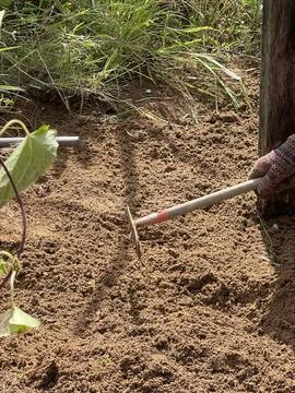 Worker Using a Rake for Soil Cultivation in a Rural Field Stock Photos