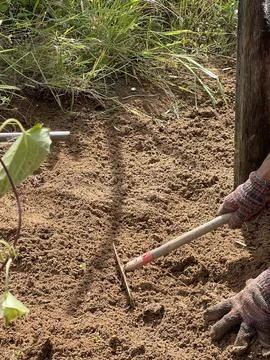 Worker Using a Rake for Soil Cultivation in a Rural Field Stock Photos