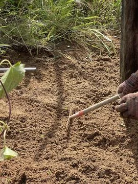 Worker Using a Rake for Soil Cultivation in a Rural Field Stock Photos