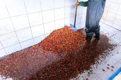 Worker Using Shovel Processing Fresh Harvested Coffee Cherries In Tiled Was.. Foto stock