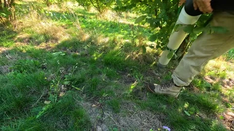Worker Using Suction Hose During Hazelnut Harvest Stock-Footage 345504279