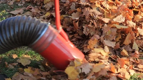 Worker vacuuming fall foliage Stock Footage 97159241