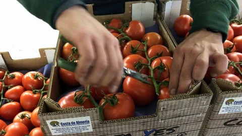 Worker: Vegetables Clean Video stock 103281050