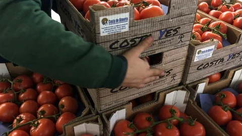 Worker: Vegetables Picking Stock Footage 103281112