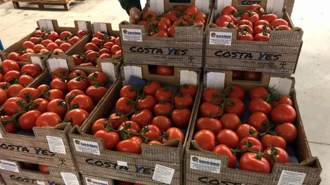 Worker: Vegetables Picking Video stock 103281113