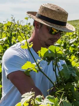 Worker Vineyard Binding Up Stock Photos