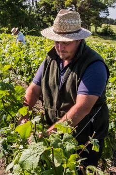 Worker Vineyard Binding Stock Photos