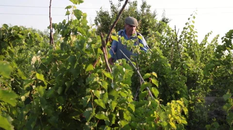 Worker at vineyard with vines spraying toxic substances pesticides fungicides Stock Footage 52606310