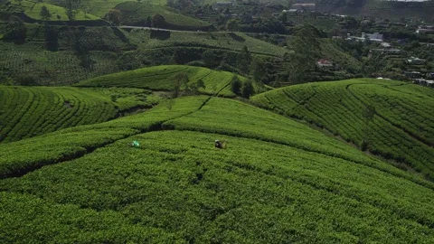 Worker walk on the tea plantations of Sri Lanka Video stock 224334740