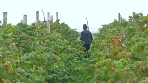 Worker Walking Between Raspberry Rows at Berry Farm Stock Footage 345649493