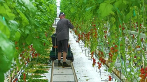 Worker Walking Between Tomato Rows in Greenhouse Stock-Footage 346170759