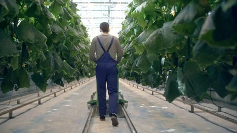 Worker Walking in Hydroponic Greenhouse Stock Footage 83771384