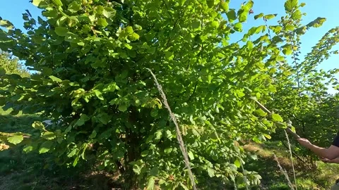 Worker Walking Through a Commercial Hazelnut Orchard Stock-Footage 345497520