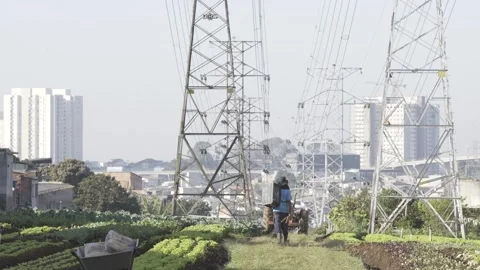 Worker walking in a urban farm under power lines in São Paulo Stock Footage 315536332