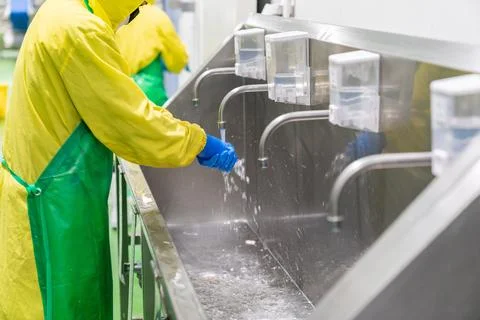 Worker washes and processes hands with rubber gloves after cutting chicken pa Stock Photos