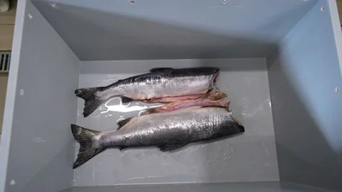 A worker washes fresh fish in the bathroom and guides it into the sorting box Stock Footage 204772966