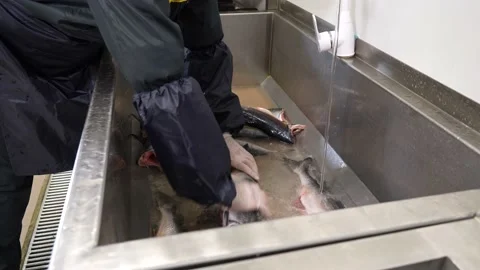 A worker  washes fresh fish in the bathroom and guides it into the sorting box Stock Footage 204772982