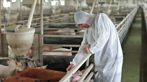 Worker watching and touching pigs Stock Footage 24671490