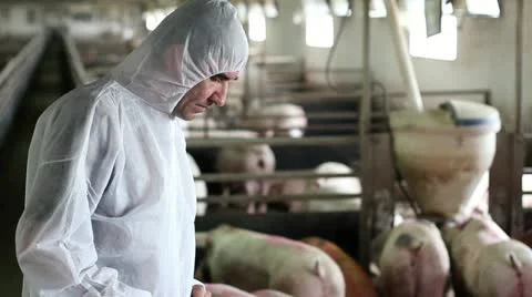 Worker watching how pigs eat Stock Footage 24671938
