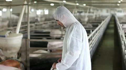 Worker watching pigs Stock Footage 24672230