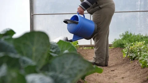 Worker watering farm with watering can irrigation slow motion Stock Footage 90268853